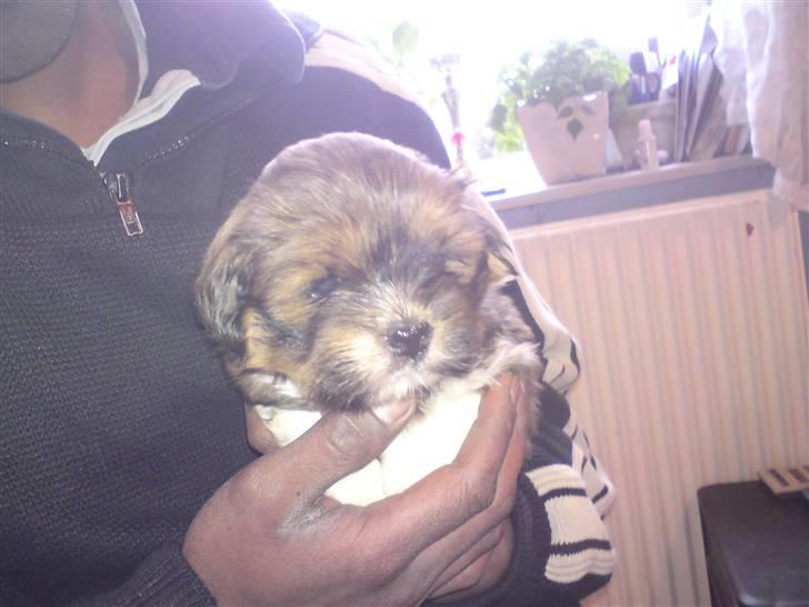 Lhasa apso *Pinky* billede 2