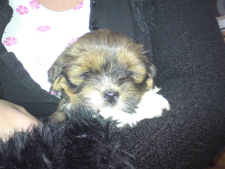 Lhasa apso *Pinky* billede 3