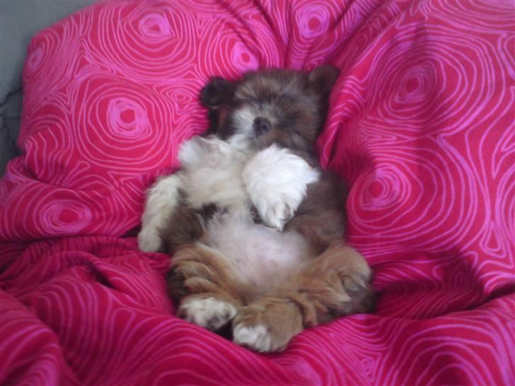 Lhasa apso *Pinky* billede 4