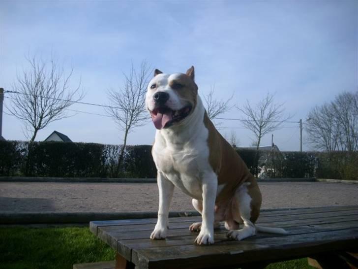 Amerikansk staffordshire terrier Cobra aka Rocky billede 18