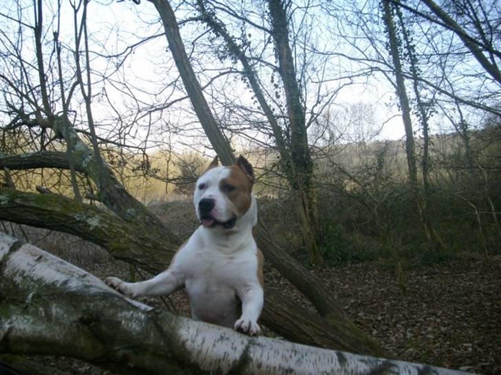 Amerikansk staffordshire terrier Cobra aka Rocky billede 19