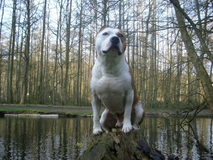 Amerikansk staffordshire terrier Cobra aka Rocky billede 20