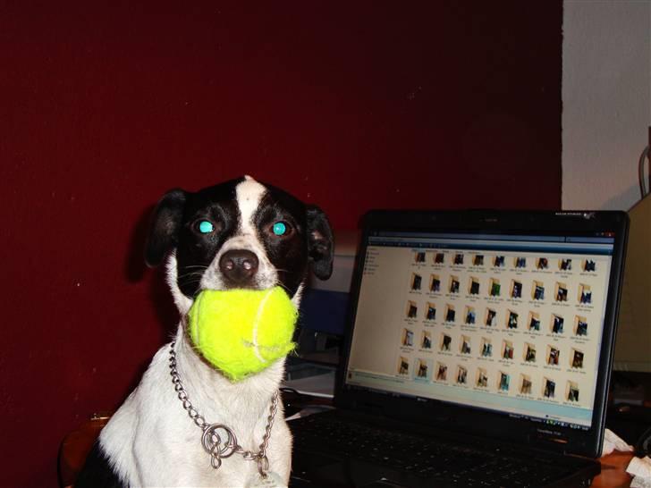 Glathåret foxterrier ¤ Sif ¤ - 29-10-2009   "skal vi lege mor,  jeg har fundet bolden" billede 10