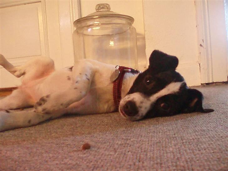 Glathåret foxterrier ¤ Sif ¤ - 05-12-2008 billede 11