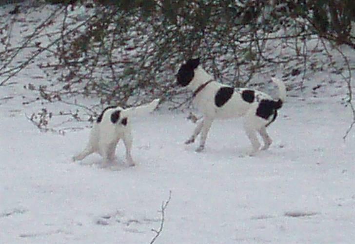 Glathåret foxterrier ¤ Sif ¤ - Vinter 2008 billede 12