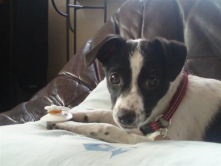 Glathåret foxterrier ¤ Sif ¤ - 05-12-2008 billede 13