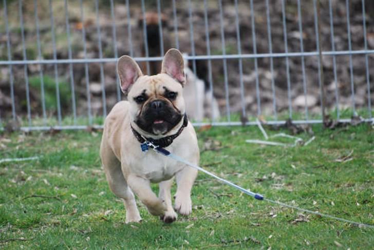 Fransk bulldog Chopper - Nu kom´mer jeg! billede 2