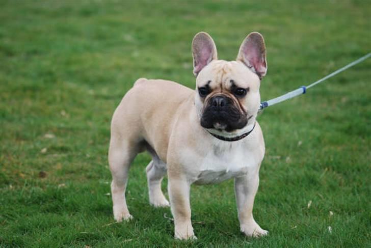 Fransk bulldog Chopper billede 3