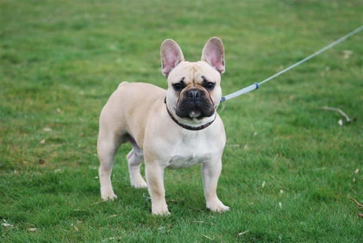 Fransk bulldog Chopper billede 4