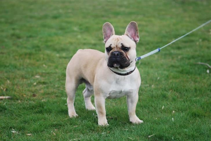Fransk bulldog Chopper billede 5