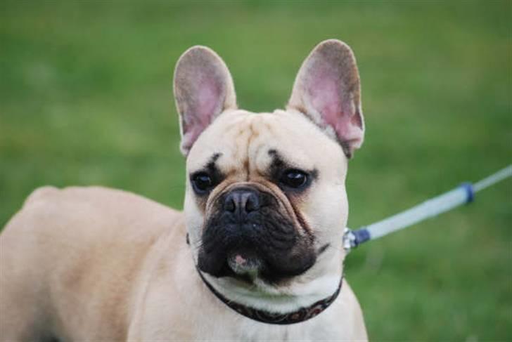 Fransk bulldog Chopper billede 6