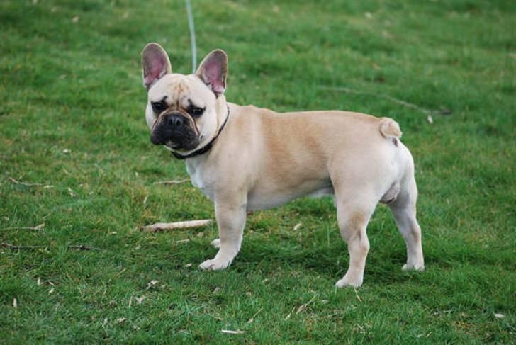 Fransk bulldog Chopper billede 7