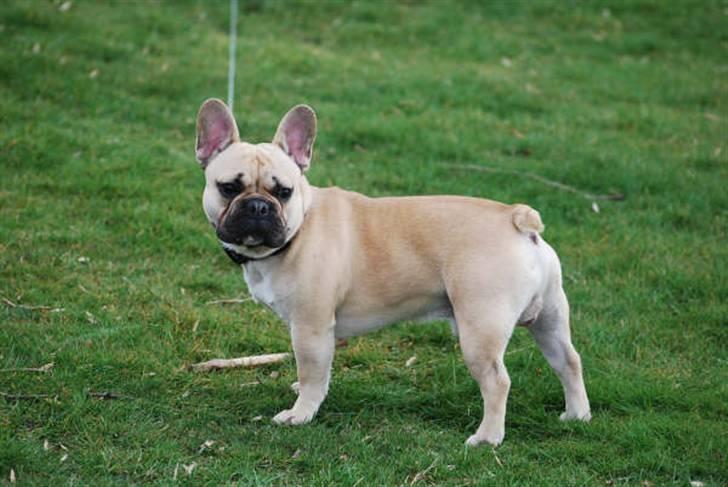Fransk bulldog Chopper billede 8
