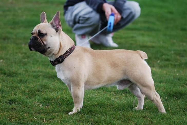 Fransk bulldog Chopper billede 9