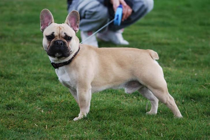 Fransk bulldog Chopper billede 10