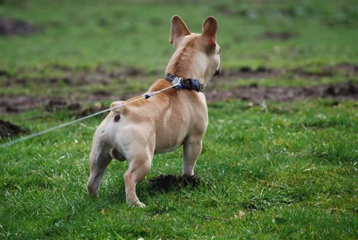 Fransk bulldog Chopper - Står lige om skælder hestene ud, ude på marken. :) billede 11