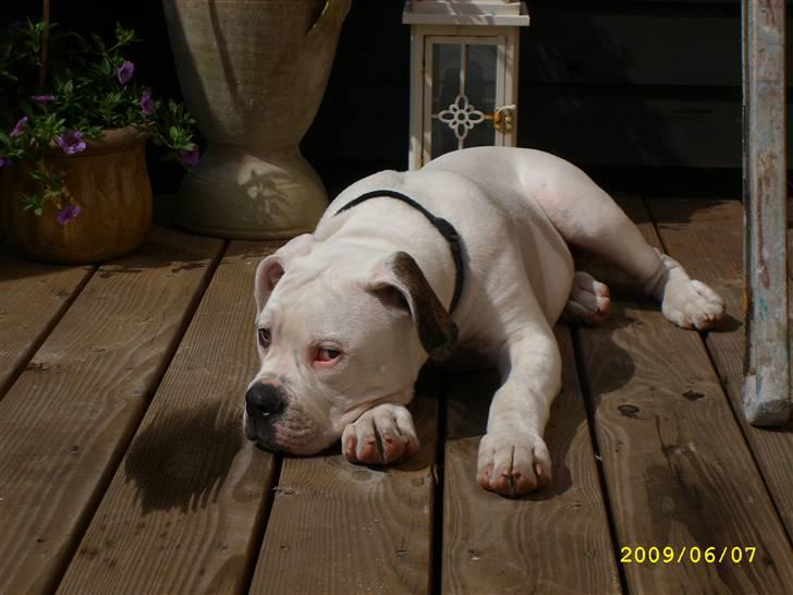 Amerikansk bulldog Kong Carnes Hassan aka  billede 12