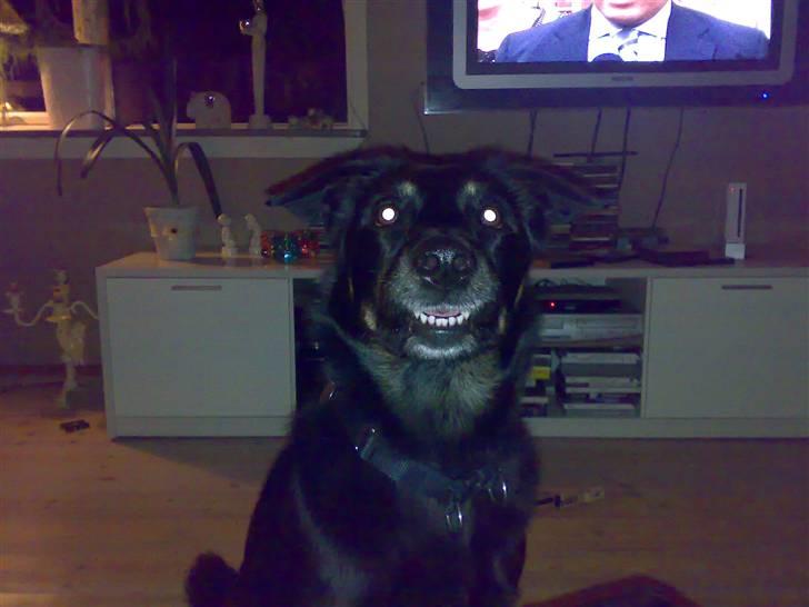 Blanding af racer Simba billede 7