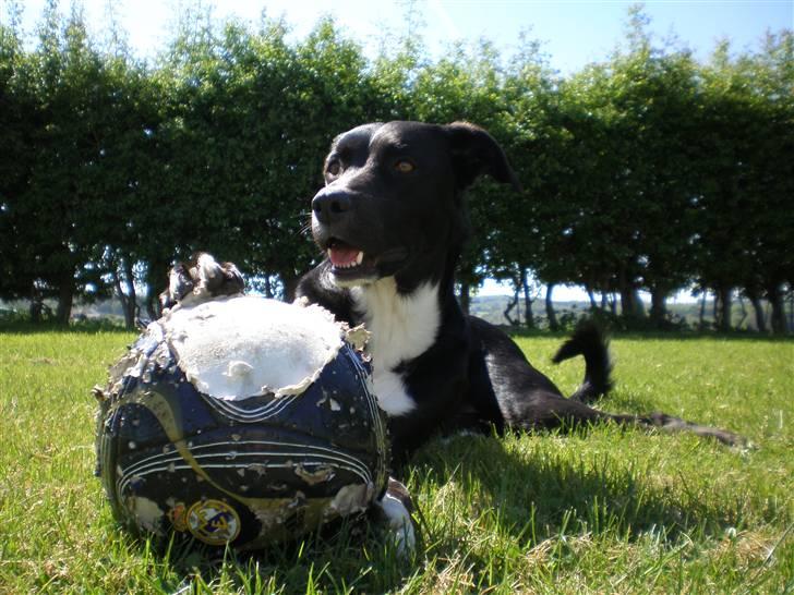 Blanding af racer futte billede 8