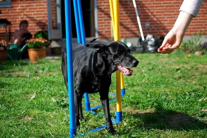 Blanding af racer Rollo - 13 år og frisk på sjov. Her efter slalom. billede 13