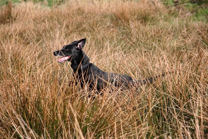 Blanding af racer Rollo - Ude i terrænet billede 14