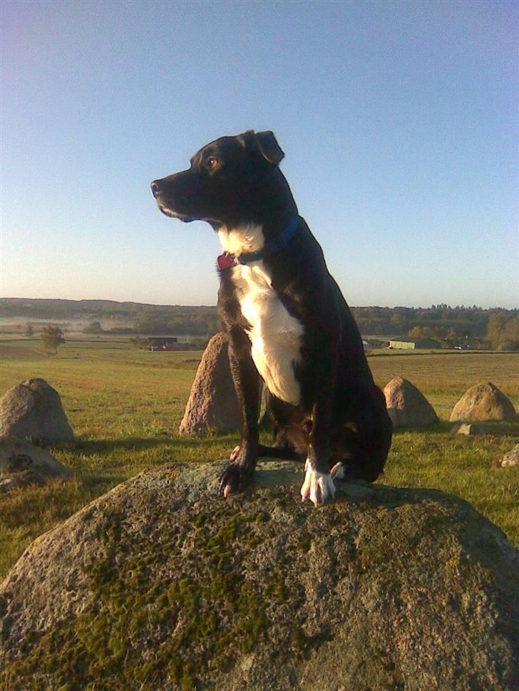 Blanding af racer futte billede 9