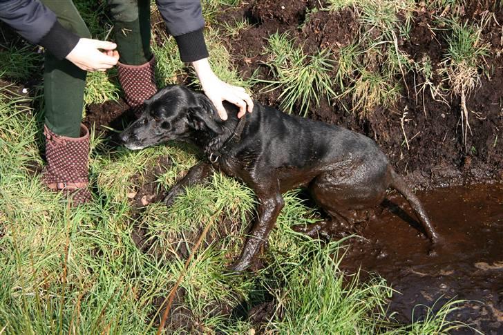 Blanding af racer Rollo - Rollo måtte lige hjælpes op *GG* billede 15