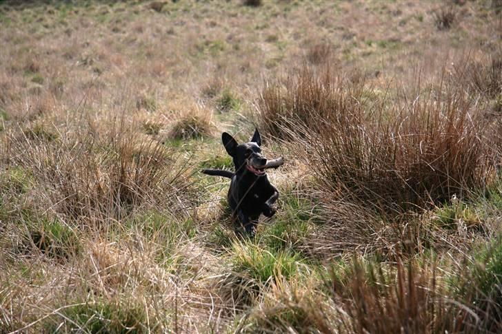 Blanding af racer Rollo - Med pind. billede 16