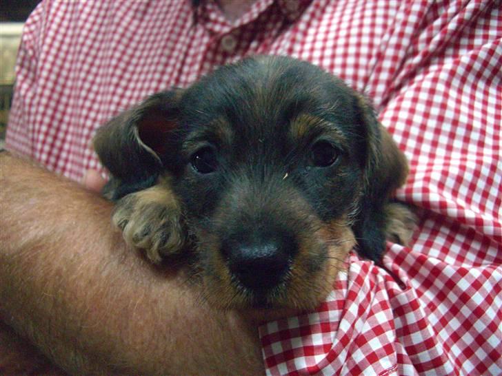 Gravhund Charlie - Charlie som helt lille ;D billede 6