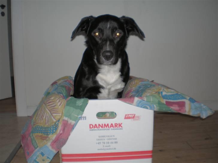 Blanding af racer futte billede 10