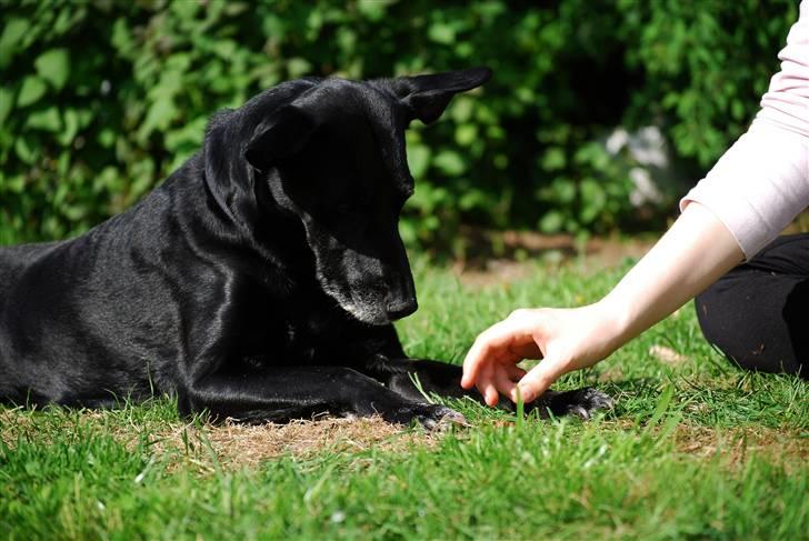 Blanding af racer Rollo - "Nej! Det er min!" billede 17