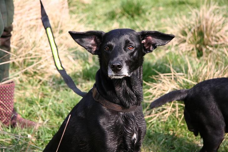 Blanding af racer Rollo - Rollo er da super smuk. billede 18