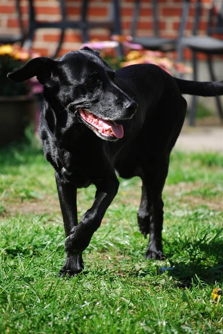 Blanding af racer Rollo - I haven d. 22. maj. 13 år gammel og frisk på sjov. billede 19
