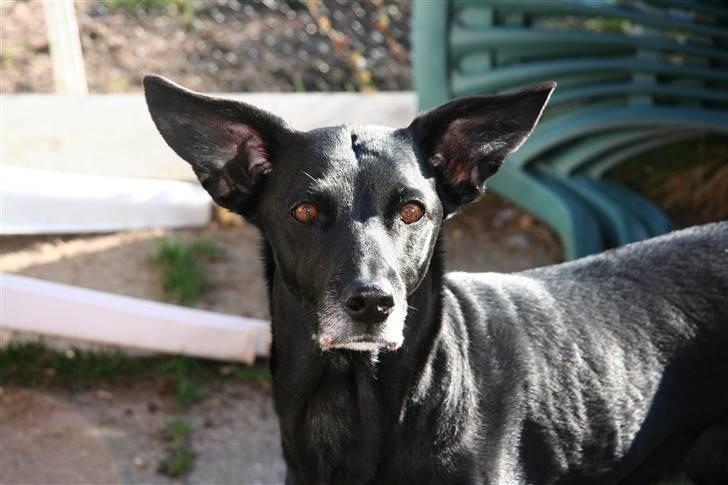 Blanding af racer Rollo - Rollo og hendes stritøre *SS* billede 20