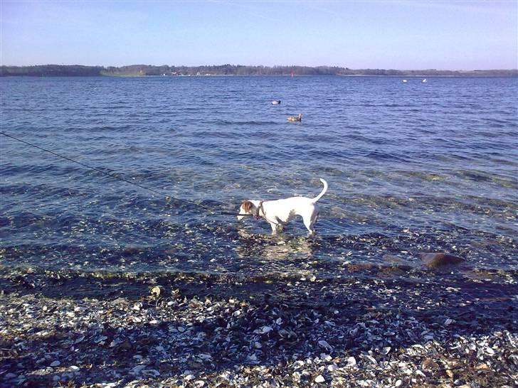 Jack russell terrier bella - april 2009 billede 8