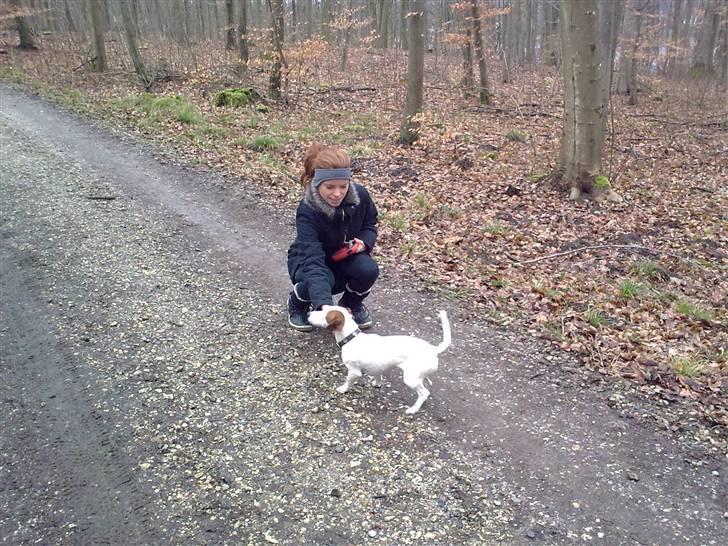 Jack russell terrier bella - feb 2009 billede 9