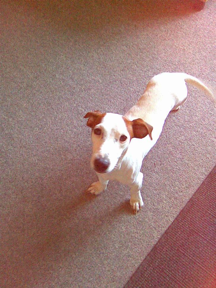 Jack russell terrier bella - nov 2008 billede 10