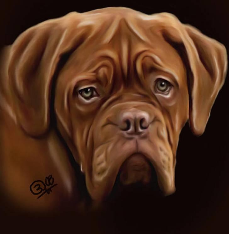 Dogue de bordeaux Doguehill´s Cheri billede 6