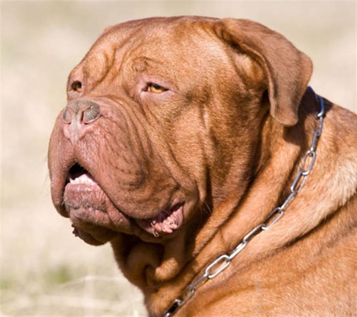 Dogue de bordeaux Jack - R.I.P billede 9