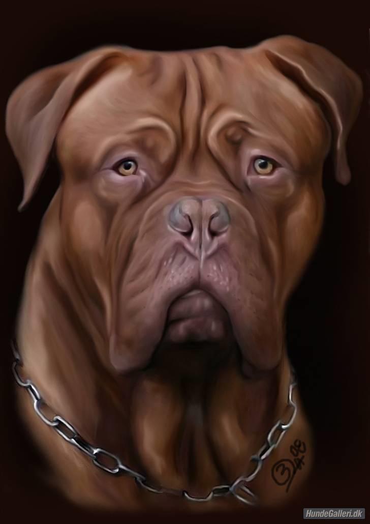 Dogue de bordeaux Jack - R.I.P billede 10