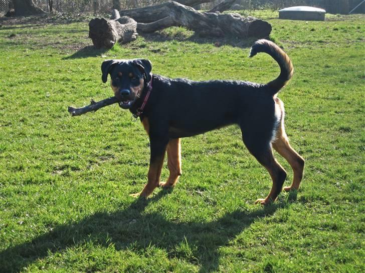 Rottweiler Carla billede 17