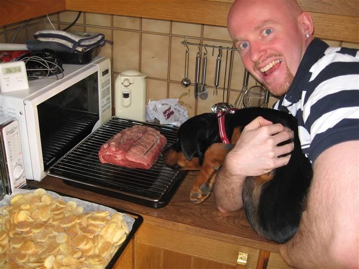 Rottweiler Carla billede 18