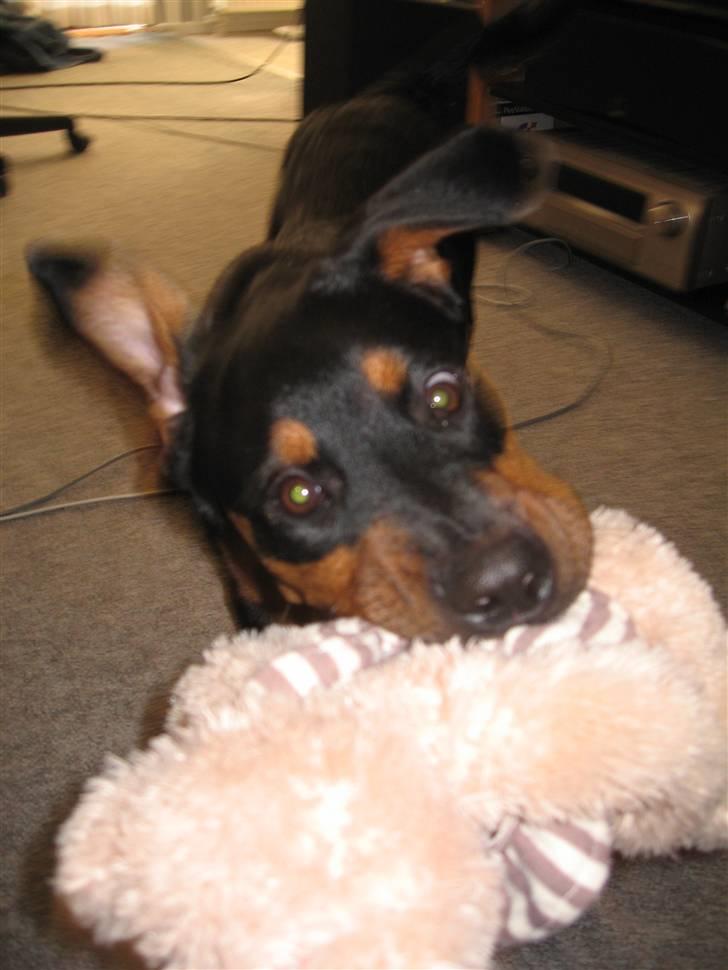 Rottweiler Carla billede 19