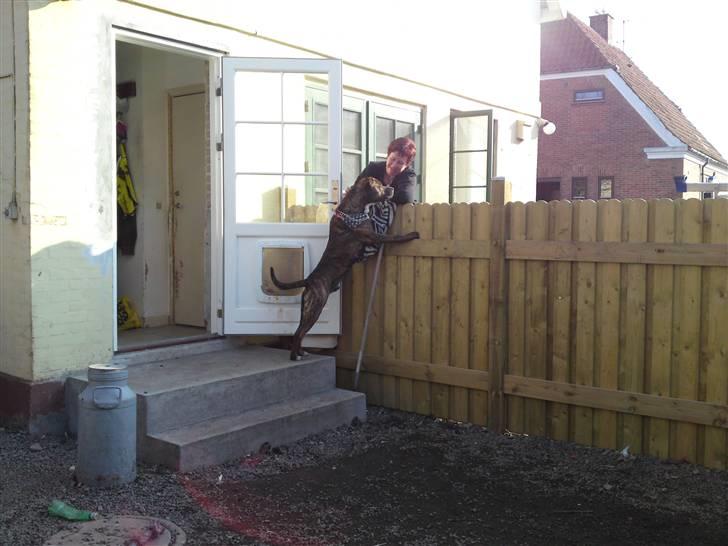 Blanding af racer $ Dollar $ billede 17