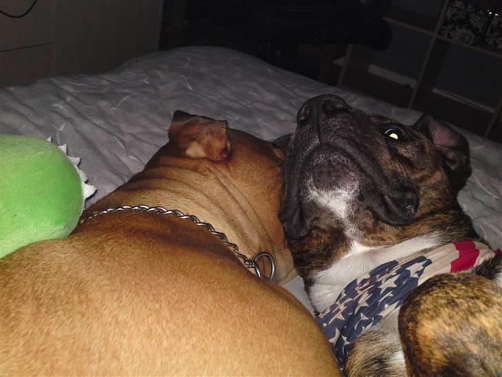 Blanding af racer $ Dollar $ billede 11