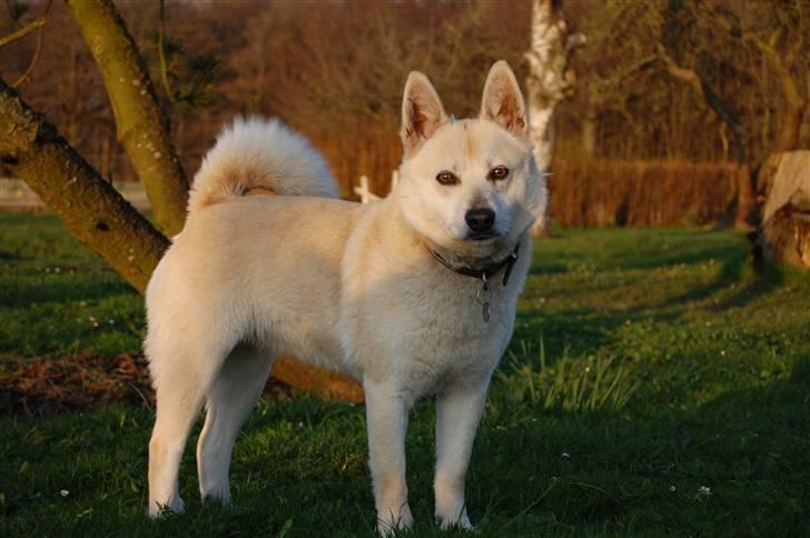 Norsk buhund Sille "RIP" billede 15