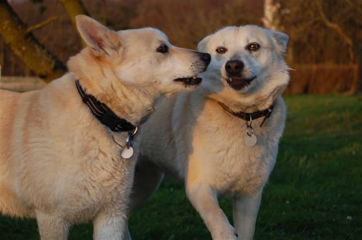 Norsk buhund Sille "RIP" - Sille(th) og søster Chaka(tv) billede 16