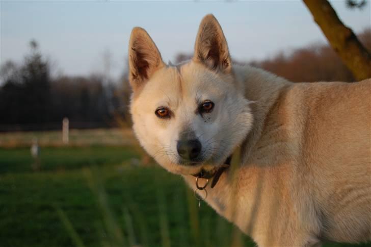 Norsk buhund Sille "RIP" billede 17