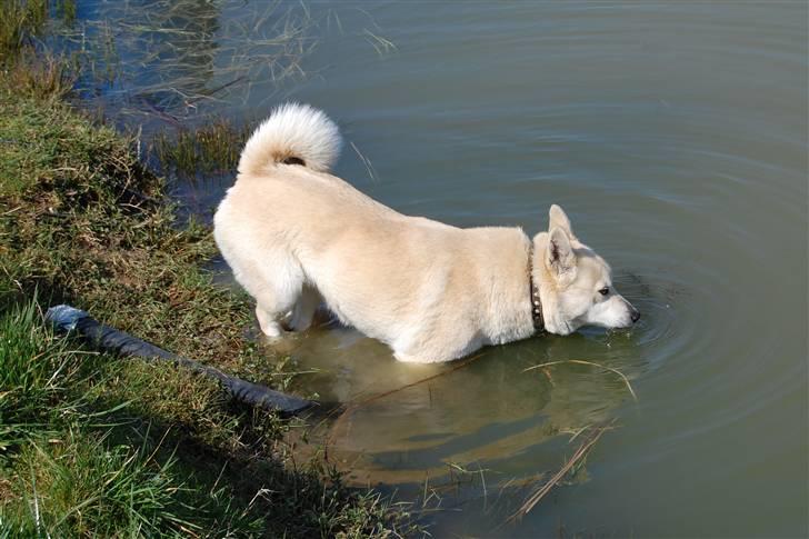 Norsk buhund Sille "RIP" billede 18