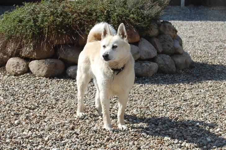 Norsk buhund Sille "RIP" billede 19